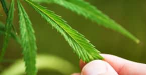 Plantio de cannabis para fim medicinal deve ser liberado este ano