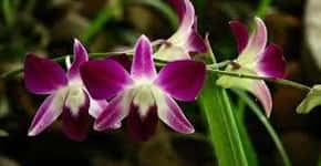 Jovens planejam plantar mil orquídeas nas marginais de SP