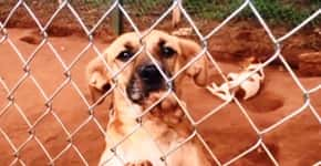 Lanchonete de beira de estrada cria local para bichos abandonados