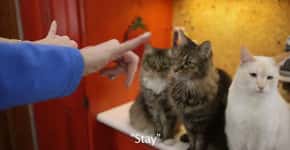 Mulher ensina língua de sinais aos seus gatos
