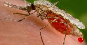 Aplicativo promete diagnosticar malária em áreas remotas