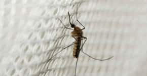 Substância promete combater a malária por apenas US$ 1