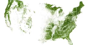 EUA: mapas mostram mais de 4 milhões de km² de florestas