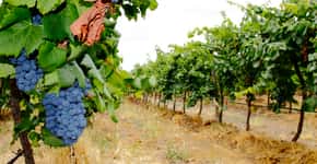 No sertão de Pernambuco, turista pode conhecer produção de vinhos