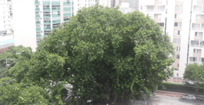Moradores lutam para salvar árvores centenárias em São Paulo