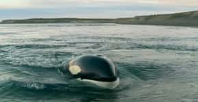Na península Valdés, a incrível história da amizade entre um guarda-fauna e as orcas