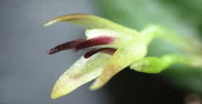 Novas espécies de orquídeas são descobertas na Amazônia