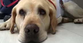 Conheça Ice, o primeiro cão salva-vidas do Brasil