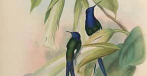 Obras de arte sobre aves brasileiras, disponíveis para download gratuito
