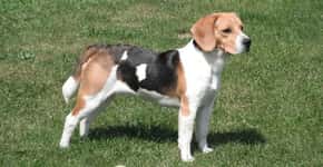 Os Beagles