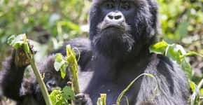 População de gorilas-das-montanhas aumenta para 880 indivíduos