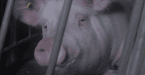 Porcos são abandonados no Canadá em meio a animais mortos