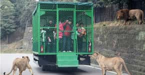 Zoológico chinês ‘prende’ visitantes enquanto animais passeiam