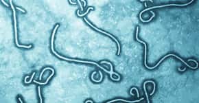 Vacina em aerossol contra Ebola tem resultado promissor