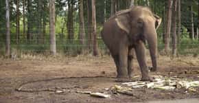 Brasil terá santuário de elefantes na Chapada dos Guimarães