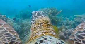 A Grande Barreira de Corais pelos ‘olhos’ de uma tartaruga