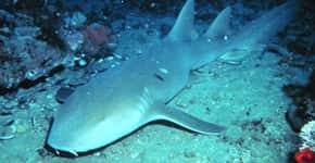 Brasil se destaca na reprodução de tubarão-lixa em cativeiro