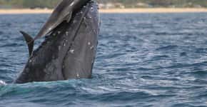Canadá aprova lei que proíbe cativeiro de baleias e golfinhos