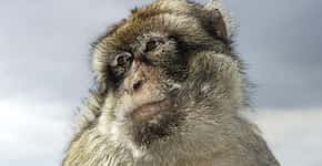 Macacos morrem após terem órgãos de porcos implantados no corpo