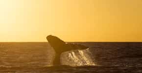 Baleias abrem temporada de reprodução e ‘turismo’ em Abrolhos