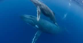 Baleias sussurram para alertar seus filhotes sobre predadores