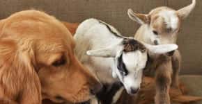 Cachorra adota quatro filhotes de cabras órfãos