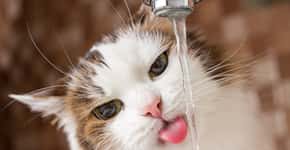 10 maneiras de incentivar o seu gato a beber mais água