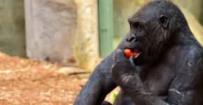 Gorilas criam músicas para cantar enquanto comem