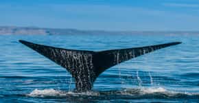 Após 30 anos, Japão retoma caça de baleias para fins comerciais
