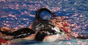Ex-treinadores revelam que baleias eram drogadas no SeaWorld
