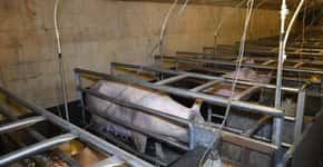 Porcas são forçadas a dar à luz em gaiolas minúsculas