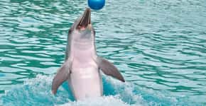 Golfinhos são explorados como pranchas de surf em atração turística