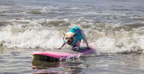 Foto: (Reprodução/ Facebook Cherie the Surf Dog)