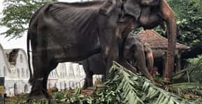 Festival esconde com roupas corpo desnutrido de elefanta idosa