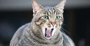Aids felina: doença pouco conhecida pode levar gatos à morte