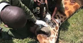 Girafa com tumor no olho recebe tratamento