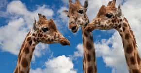 Especialistas alertam: girafas enfrentam uma extinção silenciosa