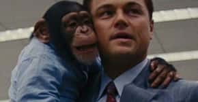 ONG pede a DiCaprio que salve chimpanzé de O lobo de Wall Street