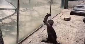 Macaco tenta quebrar vidro de cativeiro com uma pedra