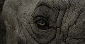 Campanha arrecada fundos para levar elefanta para santuário