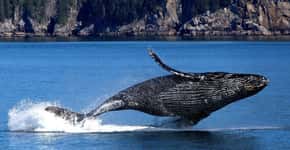 Hotel em Arraial d’Ajuda oferece observação de baleias