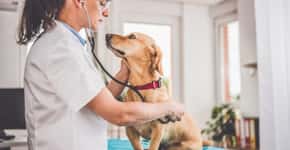 Cães e gatos: conheça as doenças que mais afetam os pets