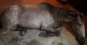 Cavalo é espancado em Salvador e ONG pede ajuda