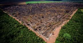 Agenda de Bolsonaro é de ‘desconstrução ambiental’, diz diretor do WWF