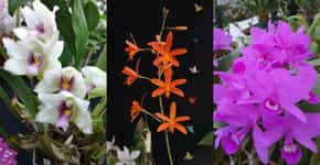 Liberdade recebe a maior exposição de orquídeas de SP!