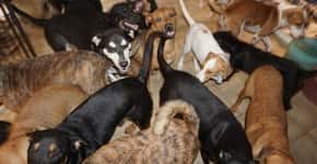 Mulher abriga 97 cães em sua casa para protegê-los de furacão