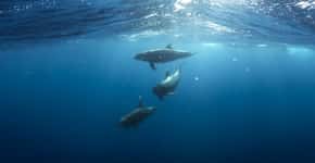 Japão inicia temporada anual de caça aos golfinhos