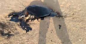 Tartaruga é encontrada morta com corpo coberto por óleo