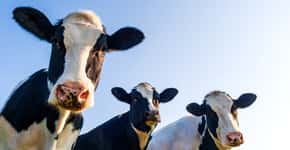 Veja 10 razões por que as vacas devem ser amadas e não exploradas