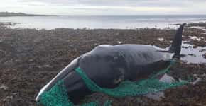 Baleia grávida emaranhada em rede de pesca é encontrada morta